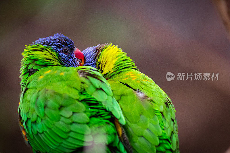 彩虹lorikeet (Trichoglossus moluccanus)。